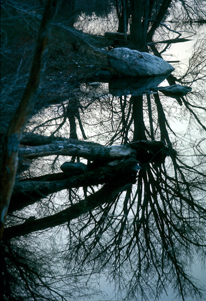 Concord River Tree-1