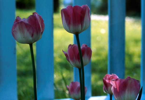 Flowers & Fencewrk