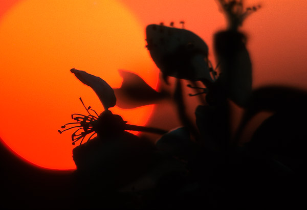 Sunset & Blossom