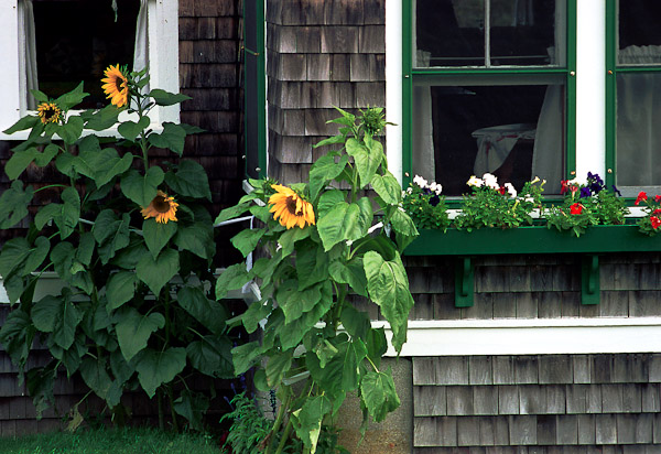 Sunflowers and Shingles_r1s 1wrk